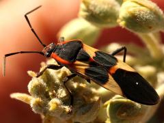 (Large Milkweed Bug) profile (Large Milkweed Bug) profile