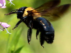(Eastern Carpenter Bee) flying (Eastern Carpenter Bee) flying