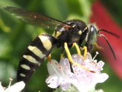 () (Four-banded Stink Bug Hunter) on Common Mountain Mint