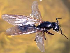 (Black Carpenter Ant) female alate