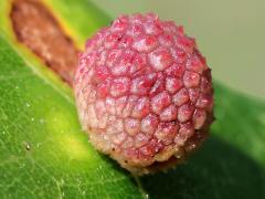 () (Jewel Oak Gall Wasp) upperside gall on Bur Oak
