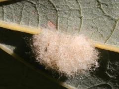 () (Druon ignotum Oak Gall Wasp) underside gall on Bur Oak