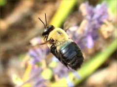 (Eastern Carpenter Bee) male flying (Eastern Carpenter Bee) male flying