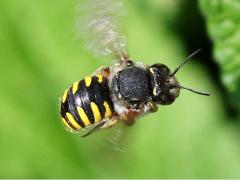 (European Woolcarder Bee) hovering (European Woolcarder Bee) hovering