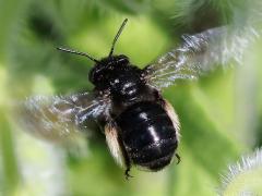 (Two-spotted Long-horned Bee) female hovering (Two-spotted Long-horned Bee) female hovering