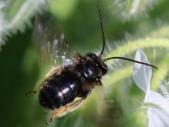 (Two-spotted Long-horned Bee) male flying (Two-spotted Long-horned Bee) male flying