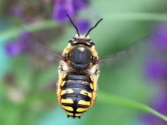 (European Woolcarder Bee) male hovering (European Woolcarder Bee) male hovering