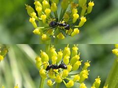 (Silky Field Ant) on Wild Parsnip (Silky Field Ant) on Wild Parsnip