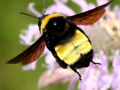 (Black-and-gold Bumble Bee) flying (Black-and-gold Bumble Bee) flying