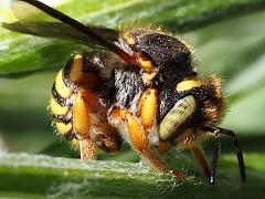 (Oblong Woolcarder Bee) carding wool (Oblong Woolcarder Bee) carding wool