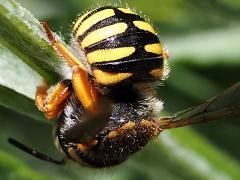 (Oblong Woolcarder Bee) dorsal (Oblong Woolcarder Bee) dorsal