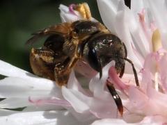 (Ligated Furrow Bee) tongue (Ligated Furrow Bee) tongue