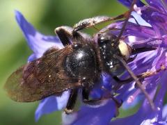 (Two-spotted Long-horned Bee) male tongue (Two-spotted Long-horned Bee) male tongue