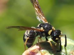 (Leionotus Potter Wasp) lateral (Leionotus Potter Wasp) lateral