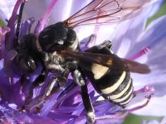 (Lunate Longhorn Cuckoo Bee) lateral (Lunate Longhorn Cuckoo Bee) lateral