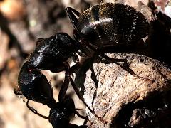 (Black Carpenter Ant) fighting (Black Carpenter Ant) fighting