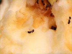 (Immigrant Pavement Ant) apple (Immigrant Pavement Ant) apple