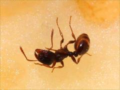 (Immigrant Pavement Ant) lateral (Immigrant Pavement Ant) lateral