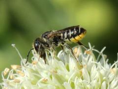 (Megachile Leafcutter Bee) female on Rattlesnake Master