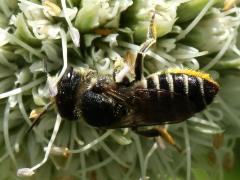(Megachile Leafcutter Bee) female dorsal on Rattlesnake Master