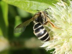 (Orange-legged Furrow Bee) on Rattlesnake Master (Orange-legged Furrow Bee) on Rattlesnake Master