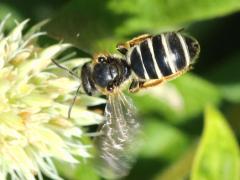 (Orange-legged Furrow Bee) flying (Orange-legged Furrow Bee) flying
