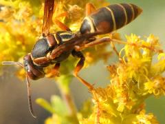(Dark Paper Wasp) dorsal (Dark Paper Wasp) dorsal