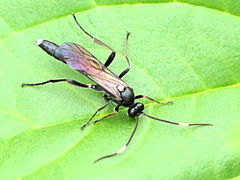 (Brevicinctor Ichneumon Wasp) male (Brevicinctor Ichneumon Wasp) male