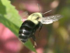 (Common Eastern Bumble Bee) flying (Common Eastern Bumble Bee) flying
