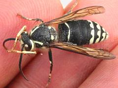 (Bald-faced Hornet) grooming (Bald-faced Hornet) grooming