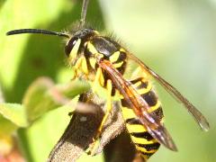 (Eastern Yellowjacket) dorsal (Eastern Yellowjacket) dorsal