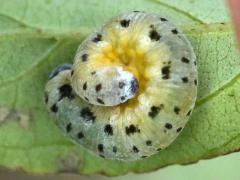 (Sawfly) larva on Gray Dogwood (Sawfly) larva on Gray Dogwood