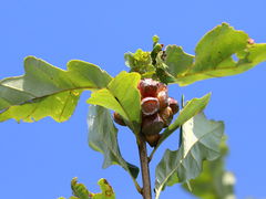 (Lobed Oak Gall Wasp) galls on Swamp White Oak (Lobed Oak Gall Wasp) galls on Swamp White Oak