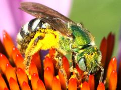 (Bicolored Striped Sweat Bee) lateral (Bicolored Striped Sweat Bee) lateral