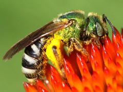 (Bicolored Striped Sweat Bee) profile (Bicolored Striped Sweat Bee) profile