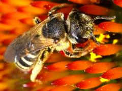 (Ligated Furrow Bee) dorsal (Ligated Furrow Bee) dorsal