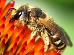 (Ligated Furrow Bee) lateral (Ligated Furrow Bee) lateral