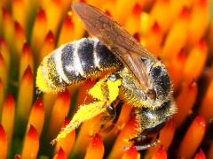 (Ligated Furrow Bee) profile (Ligated Furrow Bee) profile