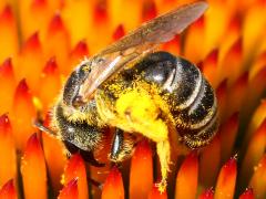 (Ligated Furrow Bee) side (Ligated Furrow Bee) side