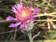 (Halictidae Sweat Bee) on Brown Knapweed (Halictidae Sweat Bee) on Brown Knapweed