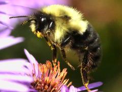 (Common Eastern Bumble Bee) hovering on New England Aster (Common Eastern Bumble Bee) hovering on New England Aster