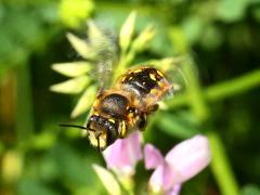 (European Woolcarder Bee) female flies (European Woolcarder Bee) female flies