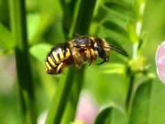 (European Woolcarder Bee) female flying lateral (European Woolcarder Bee) female flying lateral