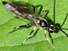 (Cratichneumon Ichneumon Wasp) dorsal (Cratichneumon Ichneumon Wasp) dorsal