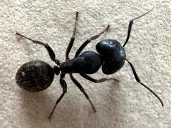 (Black Carpenter Ant) dorsal (Black Carpenter Ant) dorsal