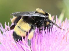 (Black-and-gold Bumble Bee) pollen (Black-and-gold Bumble Bee) pollen