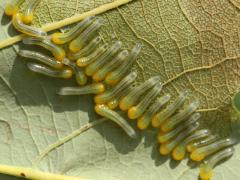 (Oak Slug Sawfly) larvae (Oak Slug Sawfly) larvae