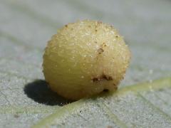 (Jewel Oak Gall Wasp) underside gall on Bur Oak (Jewel Oak Gall Wasp) underside gall on Bur Oak