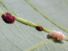 (Druon ignotum Oak Gall Wasp) underside galls on Bur Oak (Druon ignotum Oak Gall Wasp) underside galls on Bur Oak
