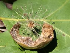 (Larger Empty Oak Apple Wasp) empty gall on Red Oak (Larger Empty Oak Apple Wasp) empty gall on Red Oak